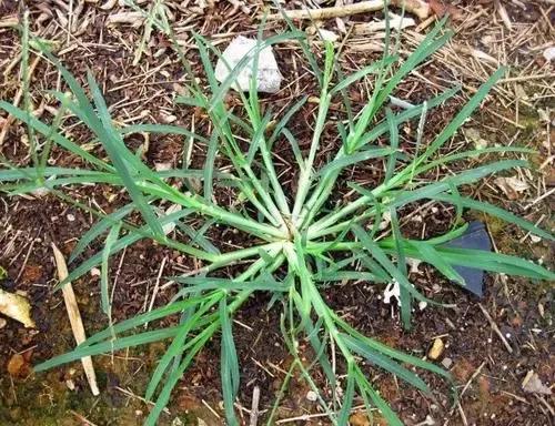 农村的野生植物大全，农村到处可见的野生植物