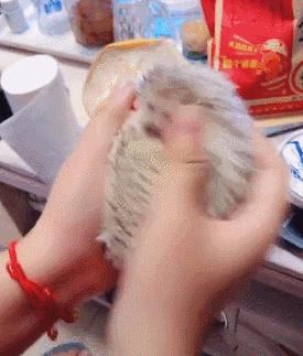 柠檬精是什么意思，柠檬树下柠檬精是什么意思（2019年网络流行语来了）