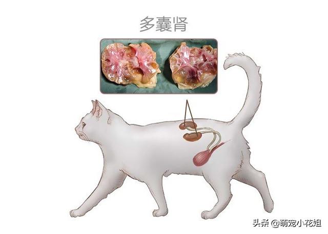 蒂凡尼猫介绍，蒂凡尼的早餐里面的猫是什么品种（猫咪罕见的遗传病多囊肾）