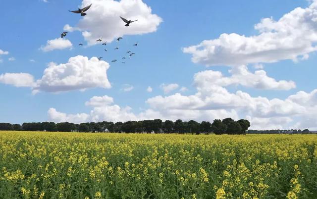 油菜花开的季节，适合家庭室内养的花与绿植（2019年全国油菜花开放时间表）