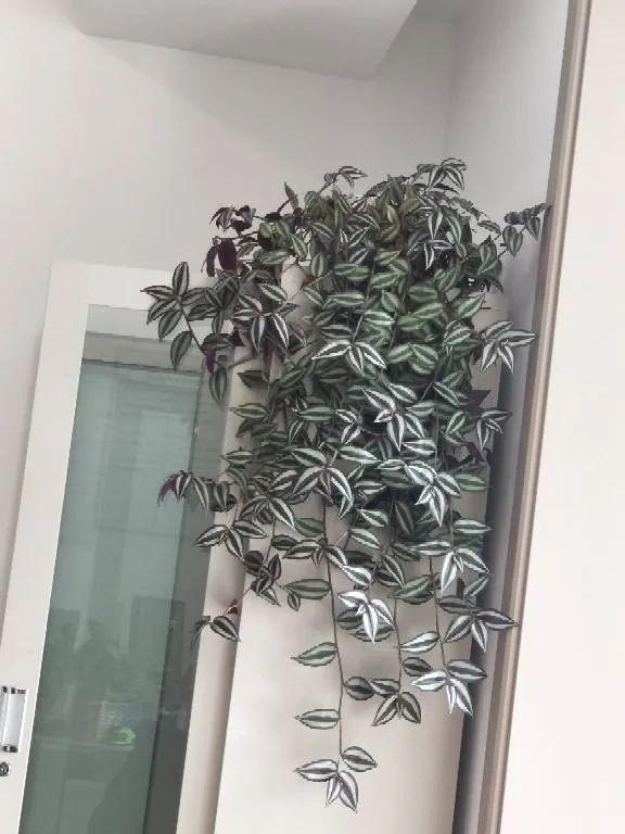 鸟尾花的繁育管理，鸟尾花 花期（30种耐阴花）