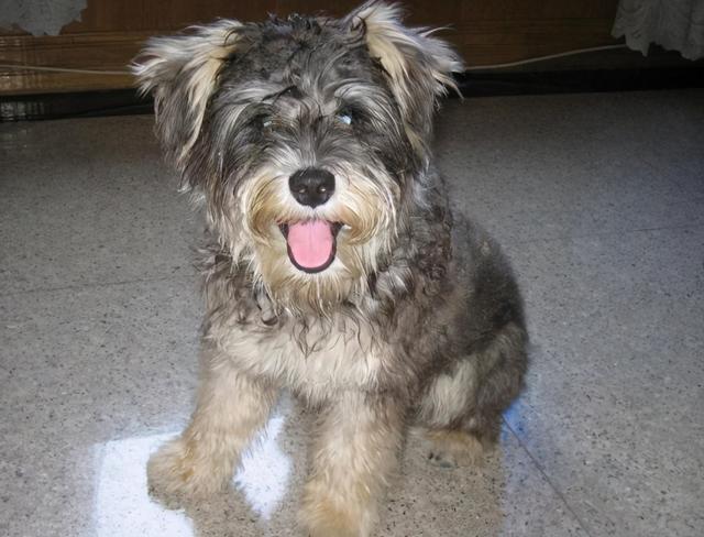 为什么很少人养雪纳瑞，为什么很少人养雪纳瑞狗（为啥现在人们不爱养雪纳瑞了）