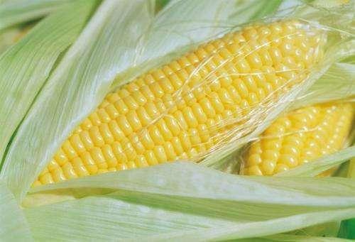 糯玉米和甜玉米哪个热量高，一根糯玉米和一碗米饭的热量（减肥跟糖尿病人群应该选哪种）