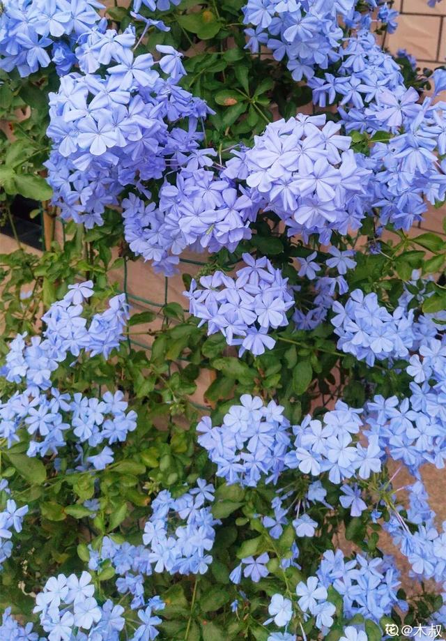 紫薇花什么季节开花，紫薇什么时候开花（温度高也不休眠）