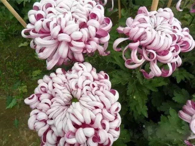 世界最美菊花80种太美了，金秋十月赏菊花——世界最美菊花80种送给您