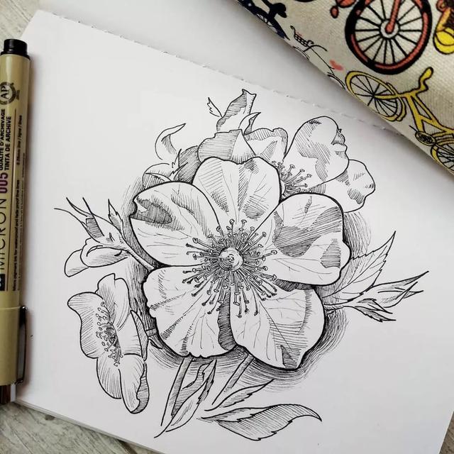 怎样用中性笔画玫瑰花好看，中性笔画花卉图片（一篇用针管笔画的植物花卉）