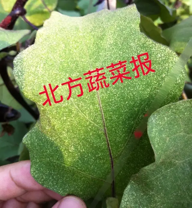 螨虫怎么治疗，眼睛有螨虫怎么治疗（教你“全方位”治螨）