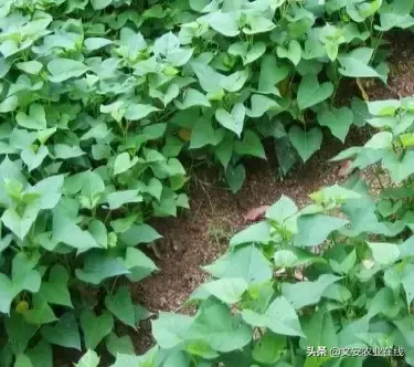 野荞麦根和乌鸡蛋煮，野荞麦根和乌鸡蛋煮水的功效（农业科普：53种野菜）