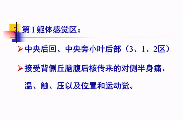 大脑杏仁体解剖图，高清大脑解剖图谱