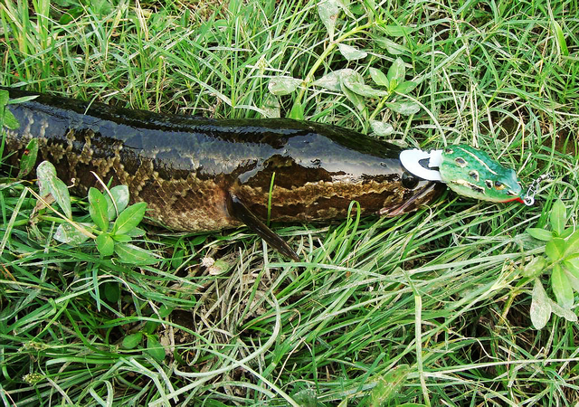 路亚怎么钓黑鱼，路亚是怎么钓鱼（还可以试试这种软饵）