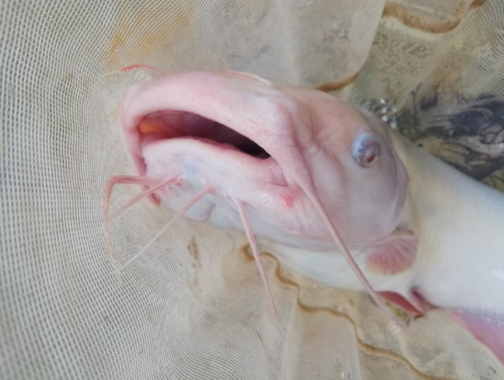 鲫鱼,鲤鱼,草鱼覆盖白色的鱼鳞,而鲶鱼,黑鱼虽然没有鱼鳞,但都有一层