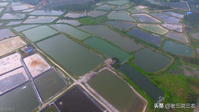 鲤鱼的养殖方法，家庭养鲤鱼怎么养（这些方法简单易学效果好）