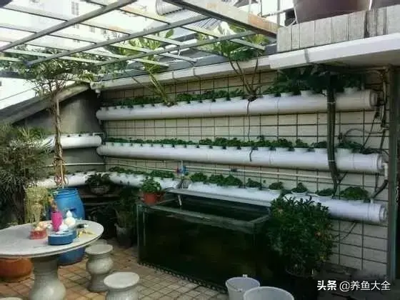 金鱼缸价格，金鱼缸价格及图片（打造一个室内迷你生态园）