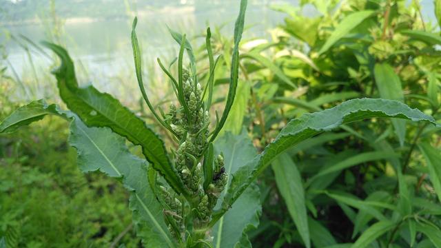 牛耳大黃的功效與作用,牛耳大黃根的功效與作用(農村裡常見的牛耳朵