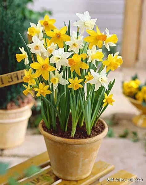 关于水仙花的诗句，水仙花的诗句（欣赏一组赞咏水仙花的诗句）