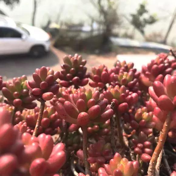 虹之玉怎么换盆,虹之玉换盆需要浇水吗(多肉虹之玉入夏注意3点) 虹之玉怎么换盆,虹之玉换盆需要浇水吗(多肉虹之玉入夏注意3点)