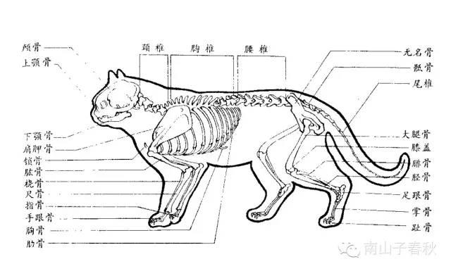 画猫动态技法百图,画小猫咪又简单又漂亮