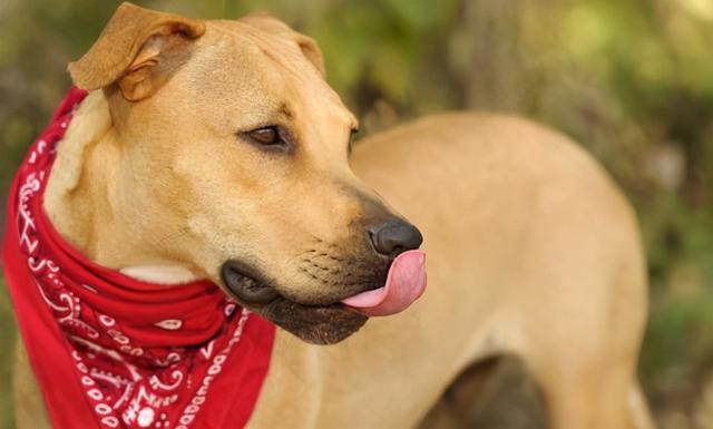 梦见和狗打架是什么意思，梦到和狗打架是什么意思（狗狗和其他狗狗打架主人的正确处理方式）