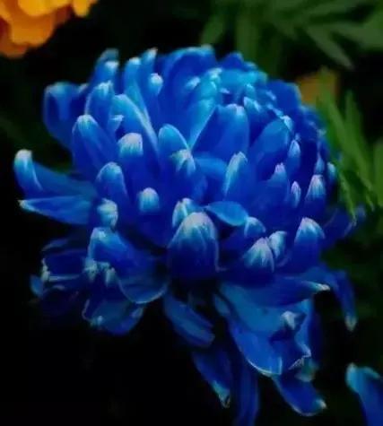 蓝色的菊花