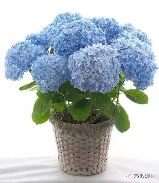 无尽夏新娘花语 无尽夏新娘花语是什么，无尽夏新娘花语（无尽夏，做好这几点养成大花球）