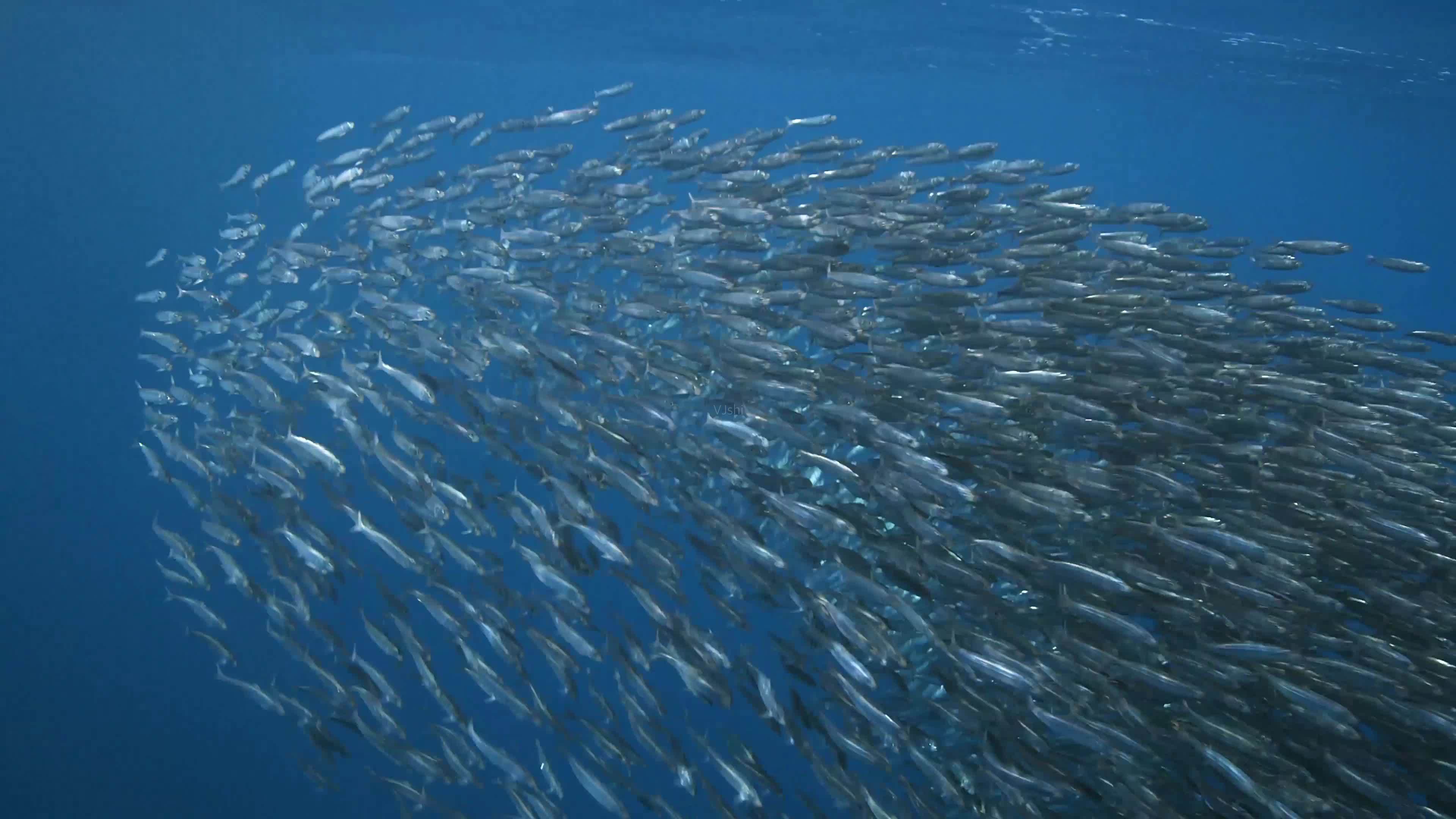 渔民捕到500万大黄鱼(大丰收) - 去钓鱼