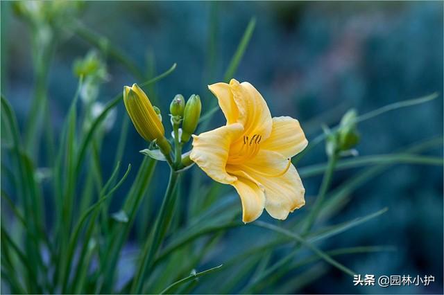 忘忧草代表什么意思，传说中的“忘忧草”（忘忧草的意思是什么）