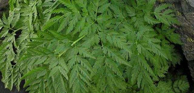 峨参的功效与作用，峨参是一种什么样的植物