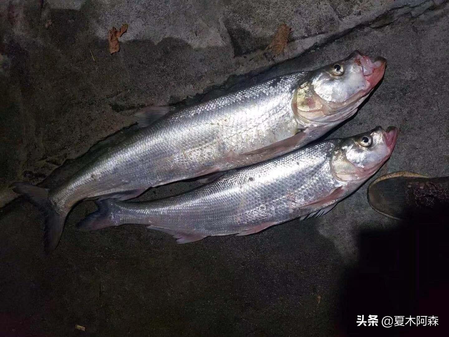 新手常误认的小白条竟是路亚翘嘴神饵！实战验证最佳假饵推荐，轻松爆护不踩坑