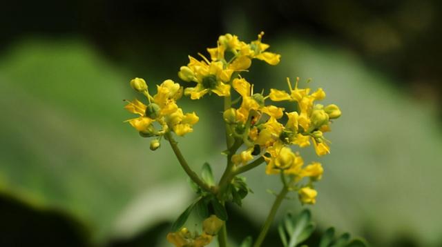什么植物能驱蚊子，什么植物能驱蚊子毒（家里放两盆“驱蚊花”）