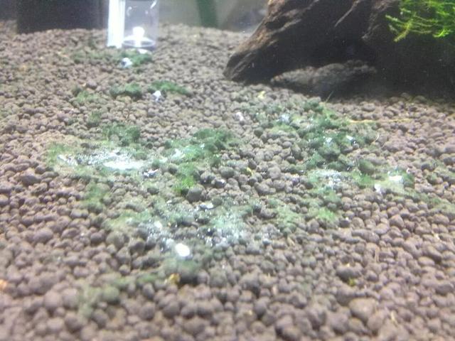 关于藻类（化石介绍，藻类化石值钱吗（19种常见藻类照片和解决方法）