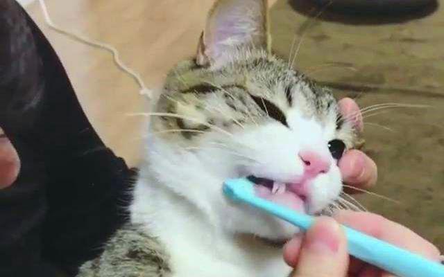 猫刷牙教程图解，帮助猫咪减少口腔问题