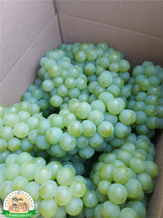 什么是水晶葡萄，什么是水晶葡萄酒（清镇水晶葡萄火热上市）