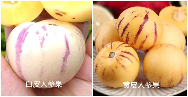 人参果长果好还是圆果好，挑“白皮”还是“黄皮”的