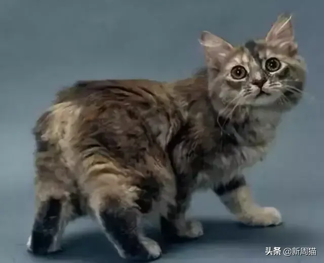 猫咪拔牙多少钱 猫咪拔牙后多久可以完全康复