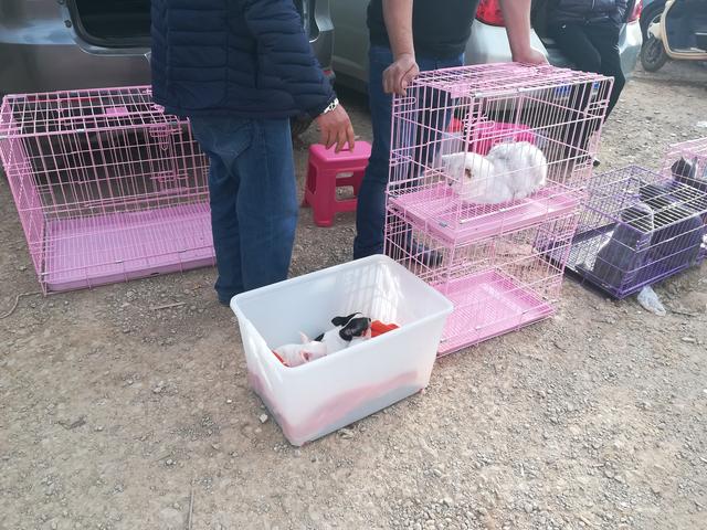 吉娃娃狗多少钱一只，金娃娃狗（狗市吉娃娃一只1200元）