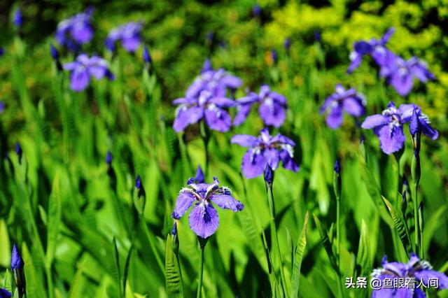 蓝色鸢尾花的花语，蓝色鸢尾花花语（蓝紫色精灵鸢尾花）