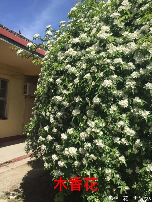 类似爬山虎的植物有哪些，除了爬山虎还有什么植物（7种超强繁育能力爬墙花）