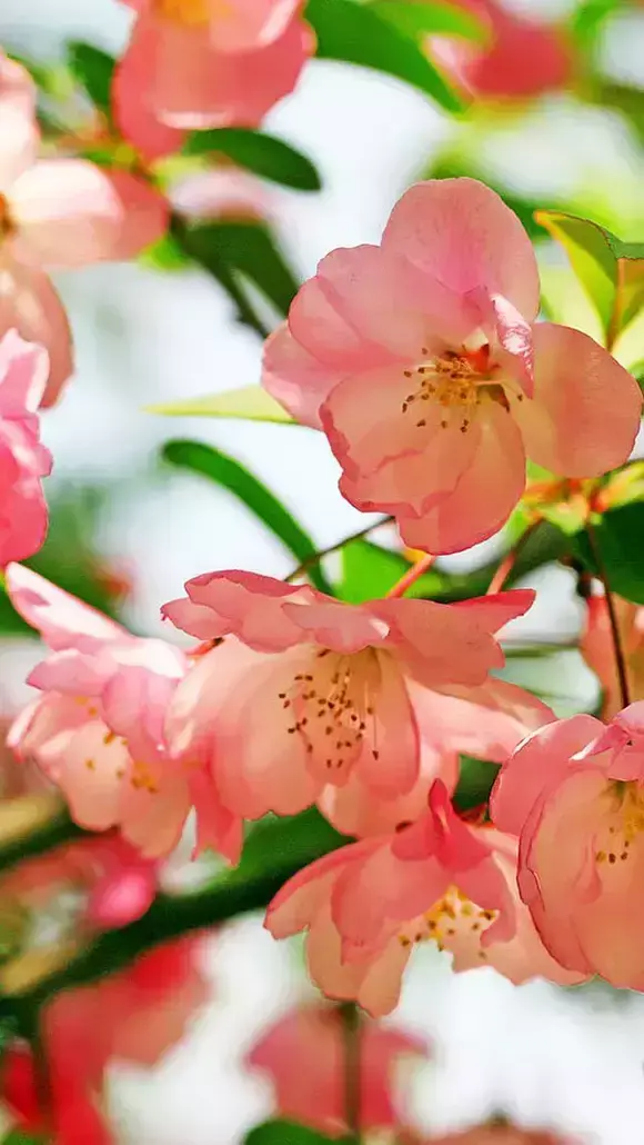 各种花开放的时间（100种常见花的花开时间附图）