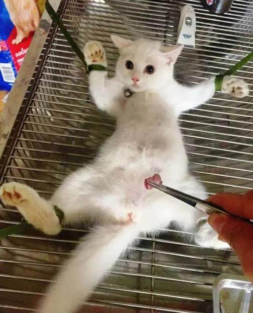 怎么分辨公猫和母猫，如何辨别猫的公母（只有亲身经历了才知道）