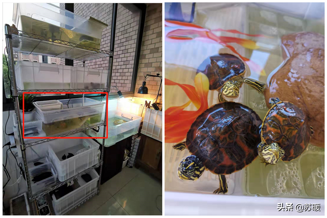 养三只乌龟有讲究，养龟为什么不能养一只（2个角度10个方面帮你解答疑惑）