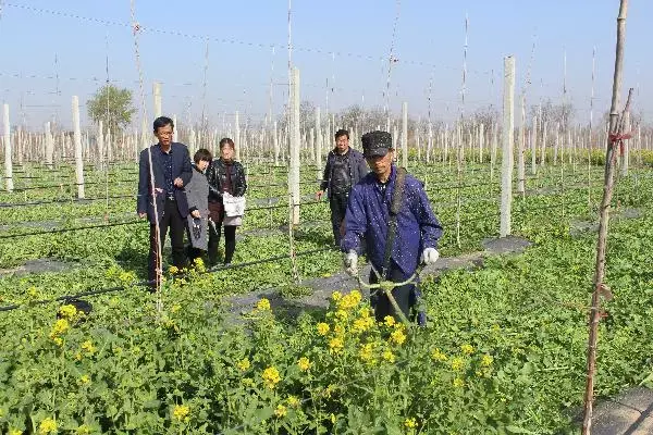 黑光灯价格多少钱，黑光灯的价格（如何科学地降低果园管理成本）