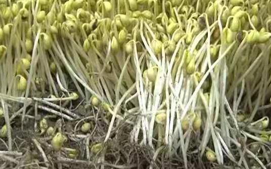 黄豆怎么泡才快，怎样泡豆芽又快又好（农村大叔10平方米沙土里撒黄豆）