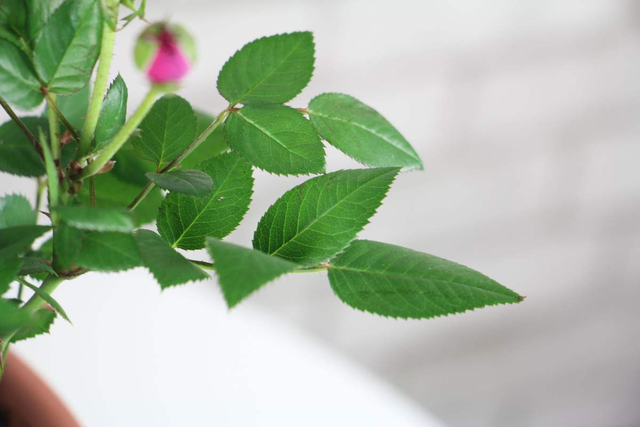 月季花有什么特点，月季花有什么特点长什么样子（月季、蔷薇和玫瑰傻傻分不清楚）