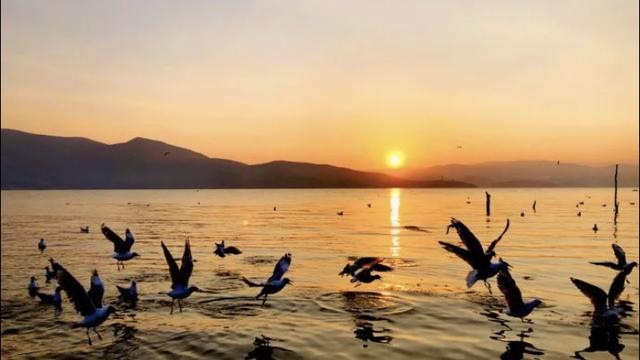 水性杨花菜的营养价值，云南菜水性杨花营养价值（但有可以吃的海菜花）