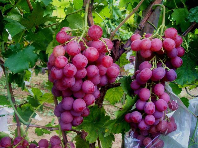 葡萄的产地是哪里，葡萄的产地是哪里喜欢的原因（请认清这5个产地）