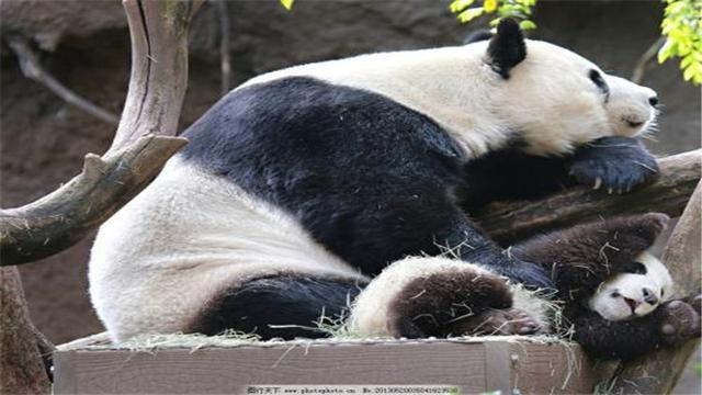 大熊猫的生活习性有哪些，国宝大熊猫的生活习性你知道吗