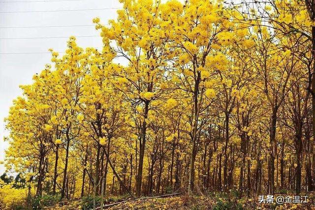 黄花风铃花开正盛，美丽温江——风铃艳诱人