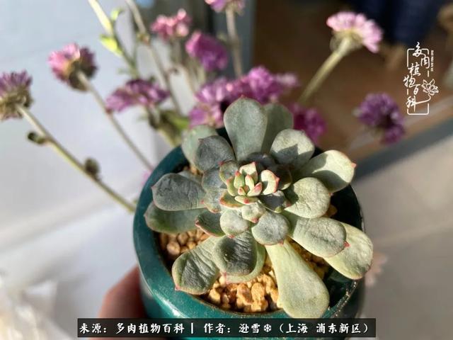 多肉植物图片，感恩相遇，余生相互关照（若绿多肉植物图片）