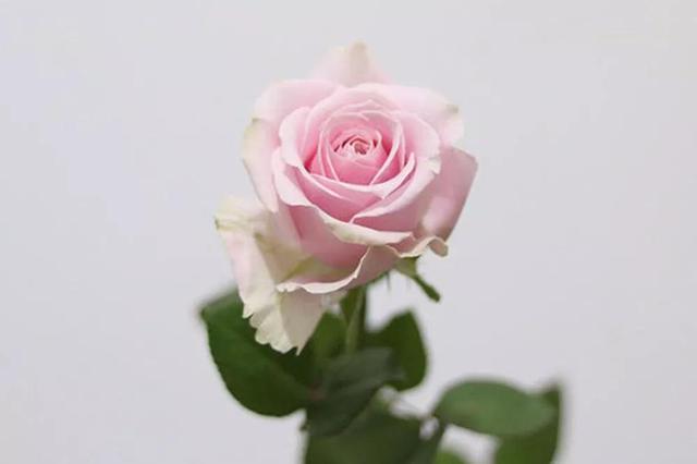 各种玫瑰花的含义，各色的玫瑰花有什么含意（一篇文章认全花店必备80种玫瑰花）