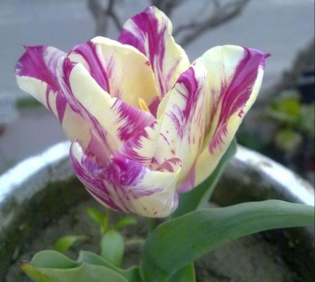 郁金香多久开花，郁金香从播种到开花需要多少天（郁金香在南方也能养开花）